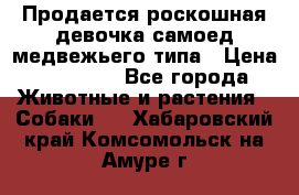 Продается роскошная девочка самоед медвежьего типа › Цена ­ 35 000 - Все города Животные и растения » Собаки   . Хабаровский край,Комсомольск-на-Амуре г.